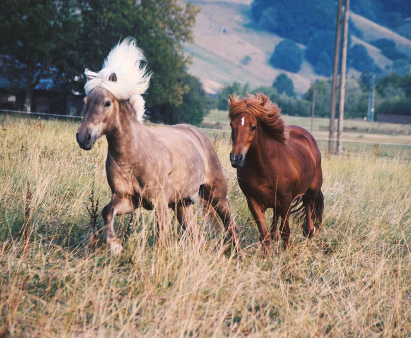 Feriencamping Münstertal — photo 7